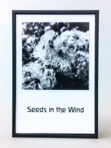 Seeds in the Wind